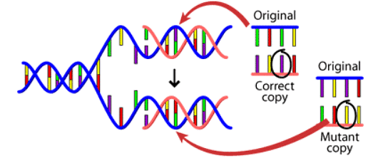 Mutations: The molecular basis of mutations | Botany Optional for UPSC