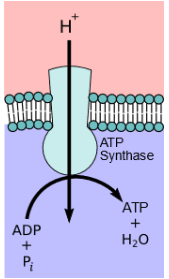 Electron transport chain, Oxidative phosphorylation & Photorespiration | Botany Optional for UPSC
