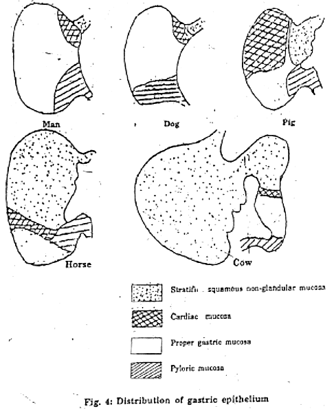 Stomach Function and Reflexes