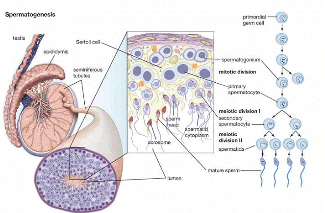 Spermatogenesis | Zoology Optional Notes for UPSC