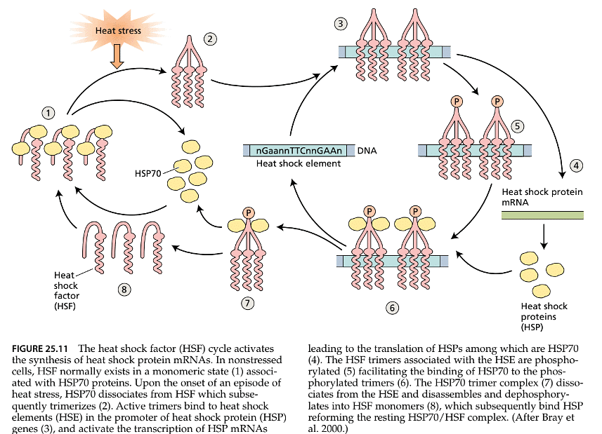 Stress Physiology | Botany Optional for UPSC