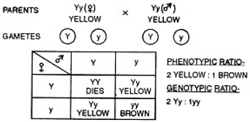 Lethal Gene Action | Anthropology Optional for UPSC