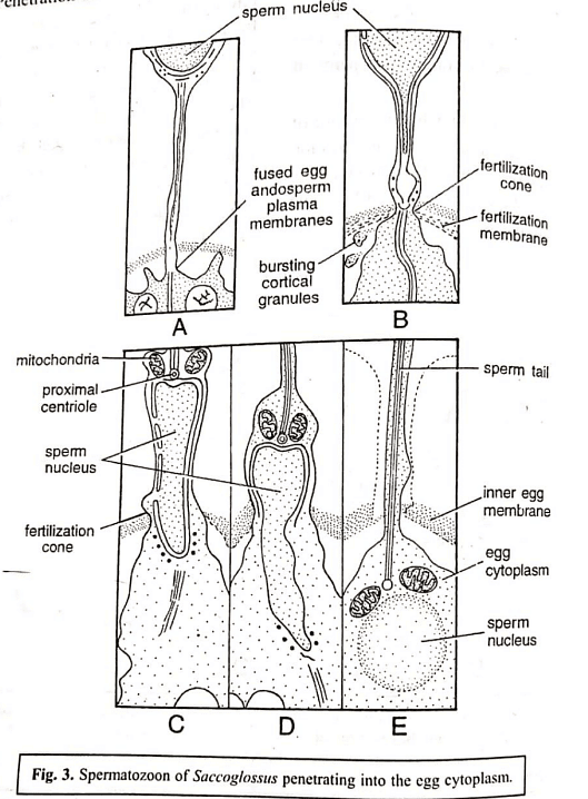 Fertilization | Zoology Optional Notes for UPSC