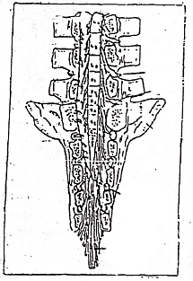 Fig: Caudal spinal cord of the horse