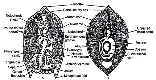 Protochordata: Origin of Chordates | Zoology Optional Notes for UPSC