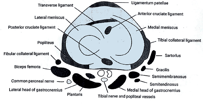 Knee Joint | Medical Science Optional Notes for UPSC