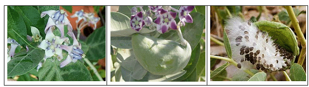 Propagation and Dissemination of Weed Seeds | Agriculture Optional for UPSC