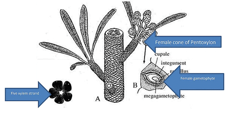 Type of Fossils and their Study Techniques | Botany Optional for UPSC