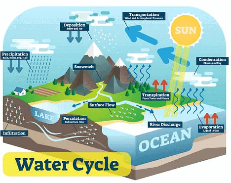 Biosphere: Biogeochemical Cycles | Zoology Optional Notes for UPSC