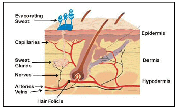 Thermoregulatory Physiology | Zoology Optional Notes for UPSC