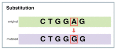 Mutations: The molecular basis of mutations | Botany Optional for UPSC