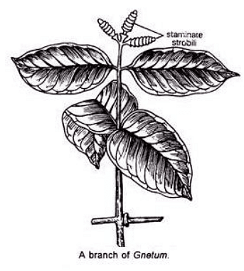 Type of Fossils and their Study Techniques | Botany Optional for UPSC