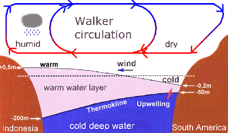 Role of ENSO