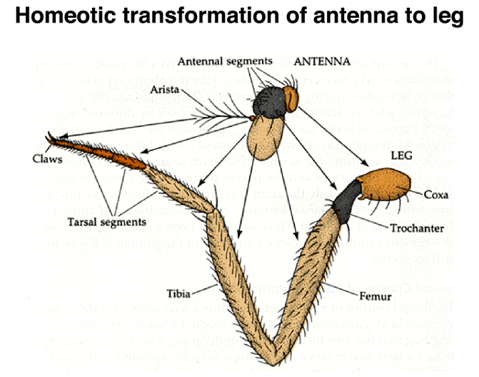 Development of Genetics | Botany Optional for UPSC