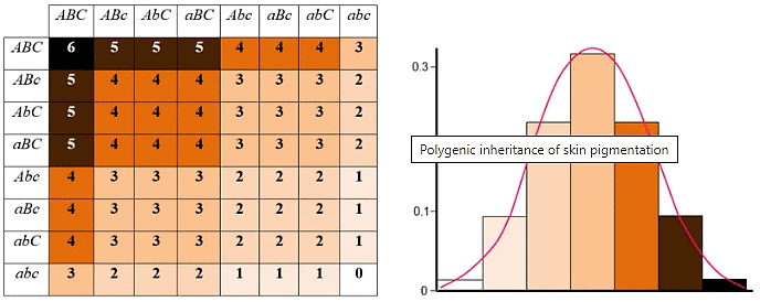 Polygenic Inheritance | Anthropology Optional for UPSC