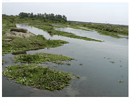 Water Logged Soil