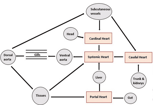 Circulatory System | Zoology Optional Notes for UPSC