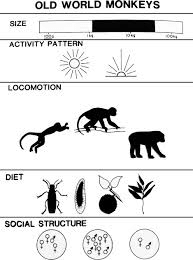 Primate Adaptations (Arboreal and Terrestrial) | Anthropology Optional for UPSC