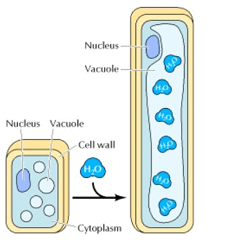 Structure and Function of extracellular matrix (cell wall) | Botany Optional for UPSC
