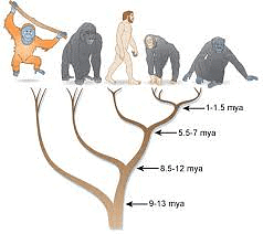 Primate Adaptations (Arboreal and Terrestrial) | Anthropology Optional for UPSC