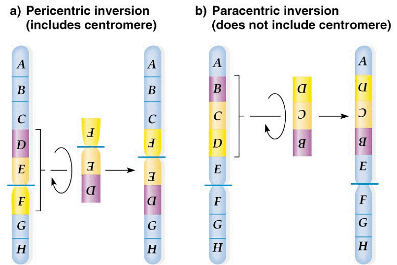 Structural Variations in Chromosomes | Botany Optional for UPSC