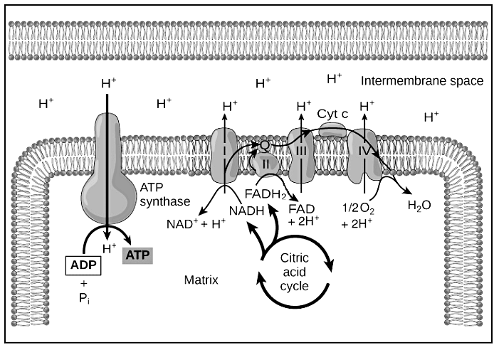 Oxidative Phosphorylation | Zoology Optional Notes for UPSC