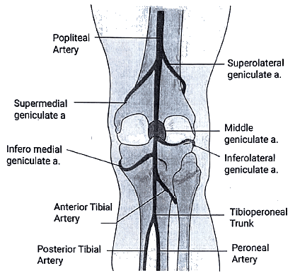Knee Joint | Medical Science Optional Notes for UPSC