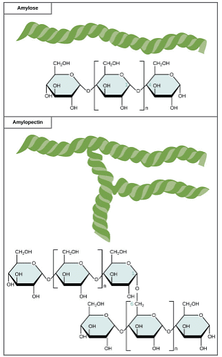 Structure and Role of Carbohydrates | Zoology Optional Notes for UPSC