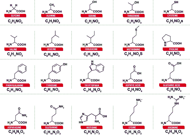 Protiens and Amino Acid | Zoology Optional Notes for UPSC
