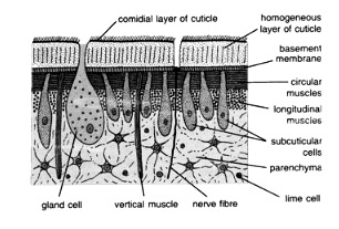 Platyhelminthes: Taenia Solium | Zoology Optional Notes for UPSC