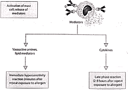 Immunology | Medical Science Optional Notes for UPSC