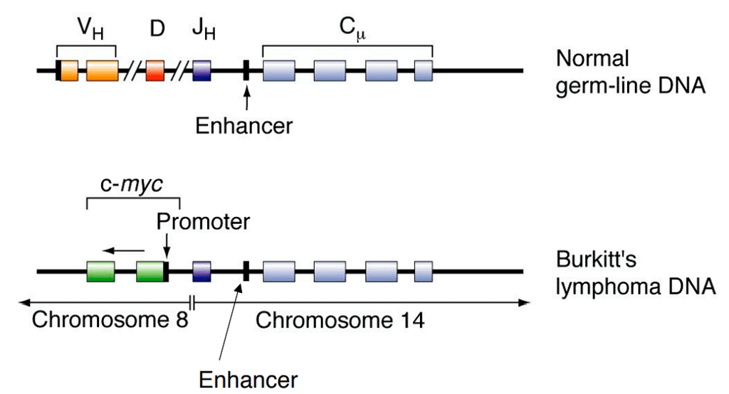 Structural Variations in Chromosomes | Botany Optional for UPSC