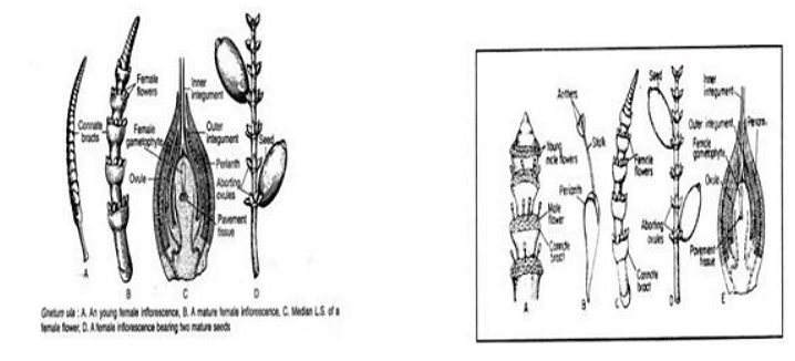 Type of Fossils and their Study Techniques | Botany Optional for UPSC