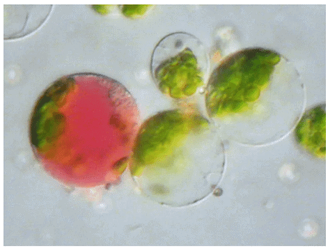 Somatic Hybrids and Cybrids | Botany Optional for UPSC