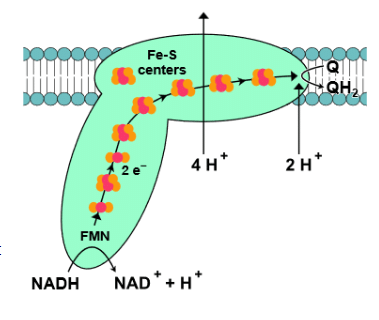 Electron transport chain, Oxidative phosphorylation & Photorespiration | Botany Optional for UPSC
