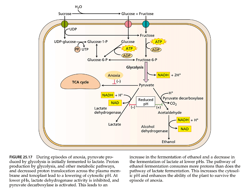 Stress Physiology | Botany Optional for UPSC