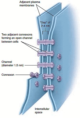 Cell-Cell Interactions | Zoology Optional Notes for UPSC