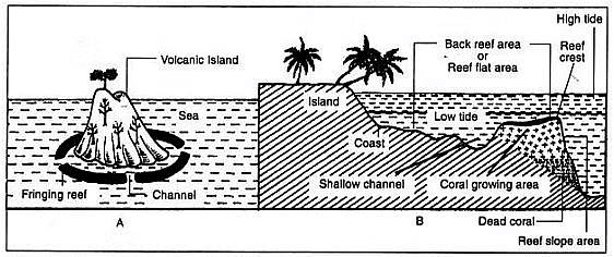 Coral reefs and their formation | Zoology Optional Notes for UPSC