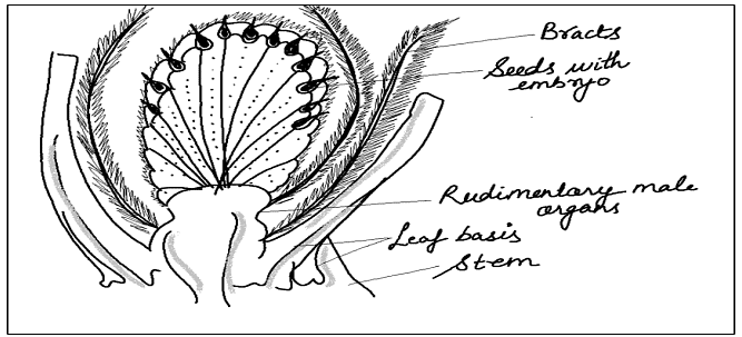 Type of Fossils and their Study Techniques | Botany Optional for UPSC