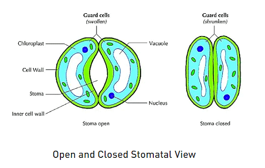Stomata and their types | Botany Optional for UPSC