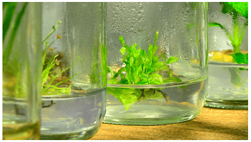 Somaclonal Variation and its Applications | Botany Optional for UPSC