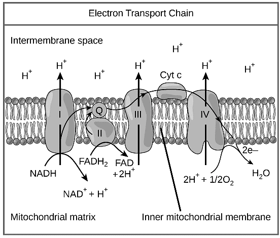 Oxidative Phosphorylation | Zoology Optional Notes for UPSC