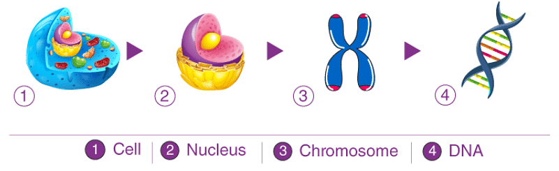 Synthesis and Structure of Genetic Material | Agriculture Optional for UPSC