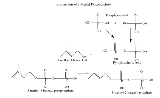Natural and Synthetic Rubbers | Chemistry Optional Notes for UPSC