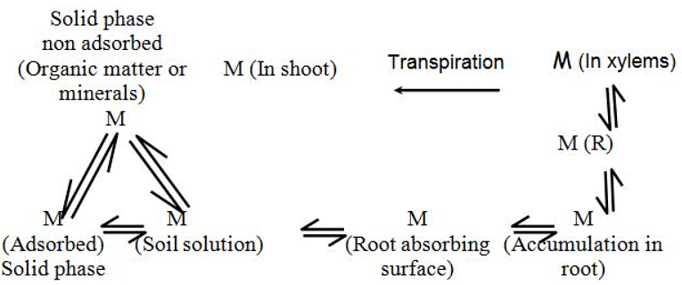 Nutrient release and path for absorption