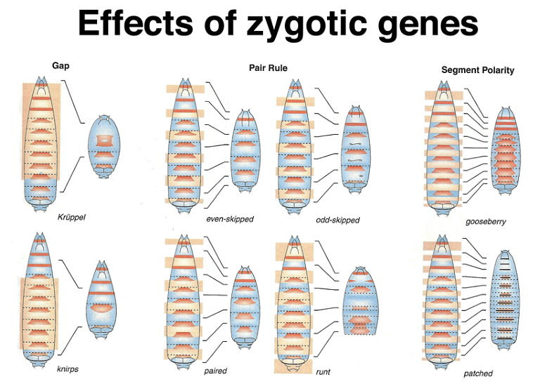 Development of Genetics | Botany Optional for UPSC