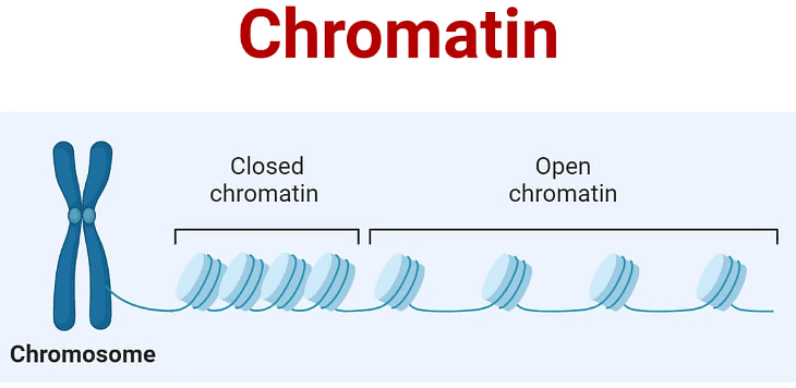 Organization of Chromatin | Zoology Optional Notes for UPSC