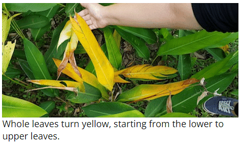 Mineral Deficiencies | Botany Optional for UPSC
