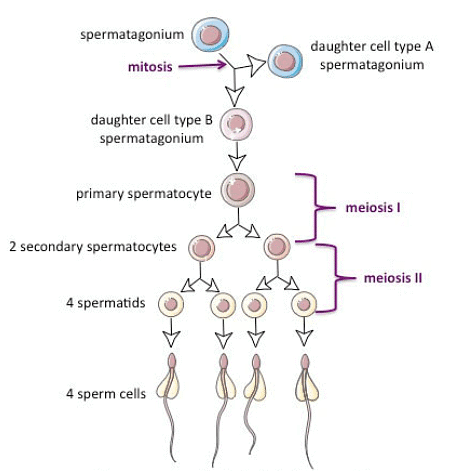 Spermatogenesis | Zoology Optional Notes for UPSC
