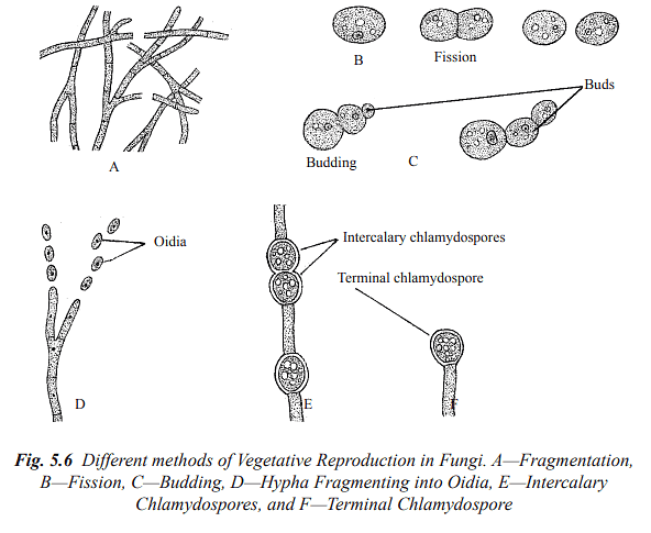 Structure and Reproduction Fungi & Lichens | Botany Optional for UPSC